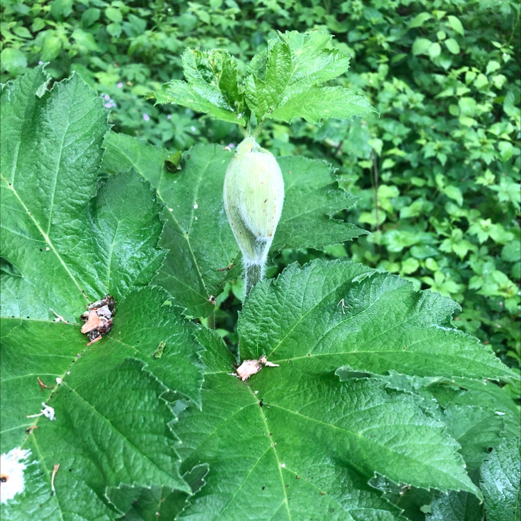 Photo of the plant species cow parsnip by @UndauntedCentro named Darwin on Greg, the plant care app