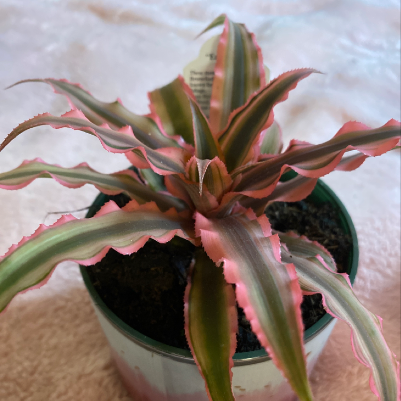 Earth Stars plant in a pot with vibrant pink and green leaves.