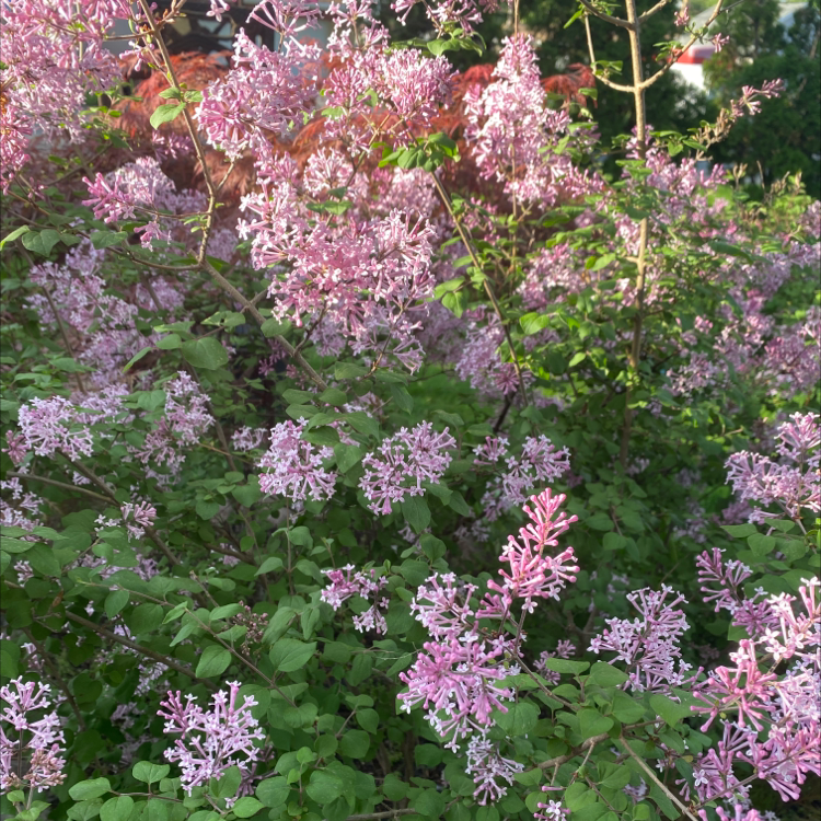 Photo of the plant species Bloomerang Purpink® Reblooming Lilac by @VividWorm named Your plant on Greg, the plant care app
