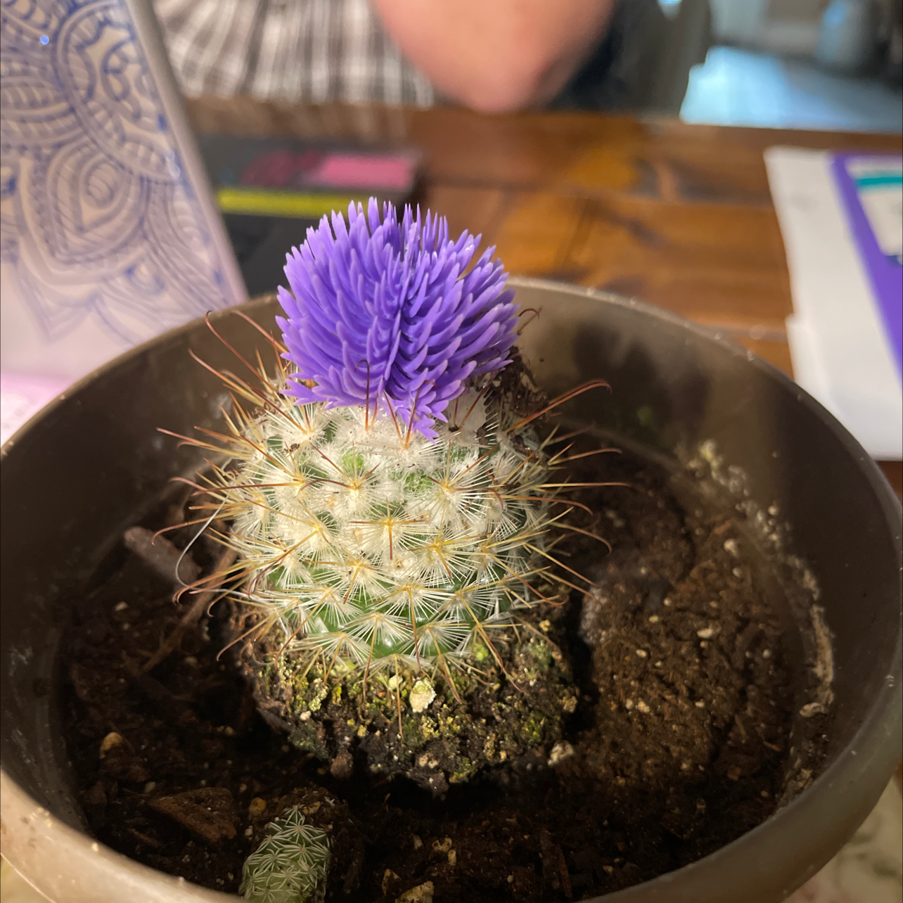 Pincushion Cactus with a purple flower in a pot with visible soil.
