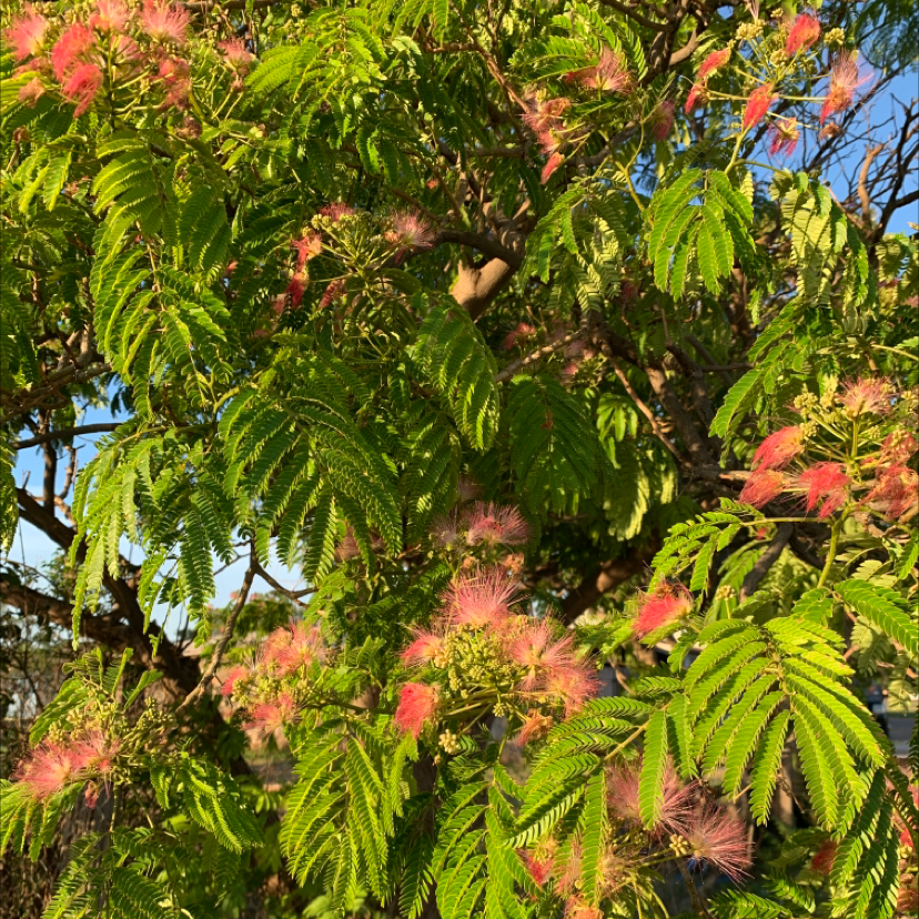 Silk Tree with green leaves and pink flowers, appearing healthy.