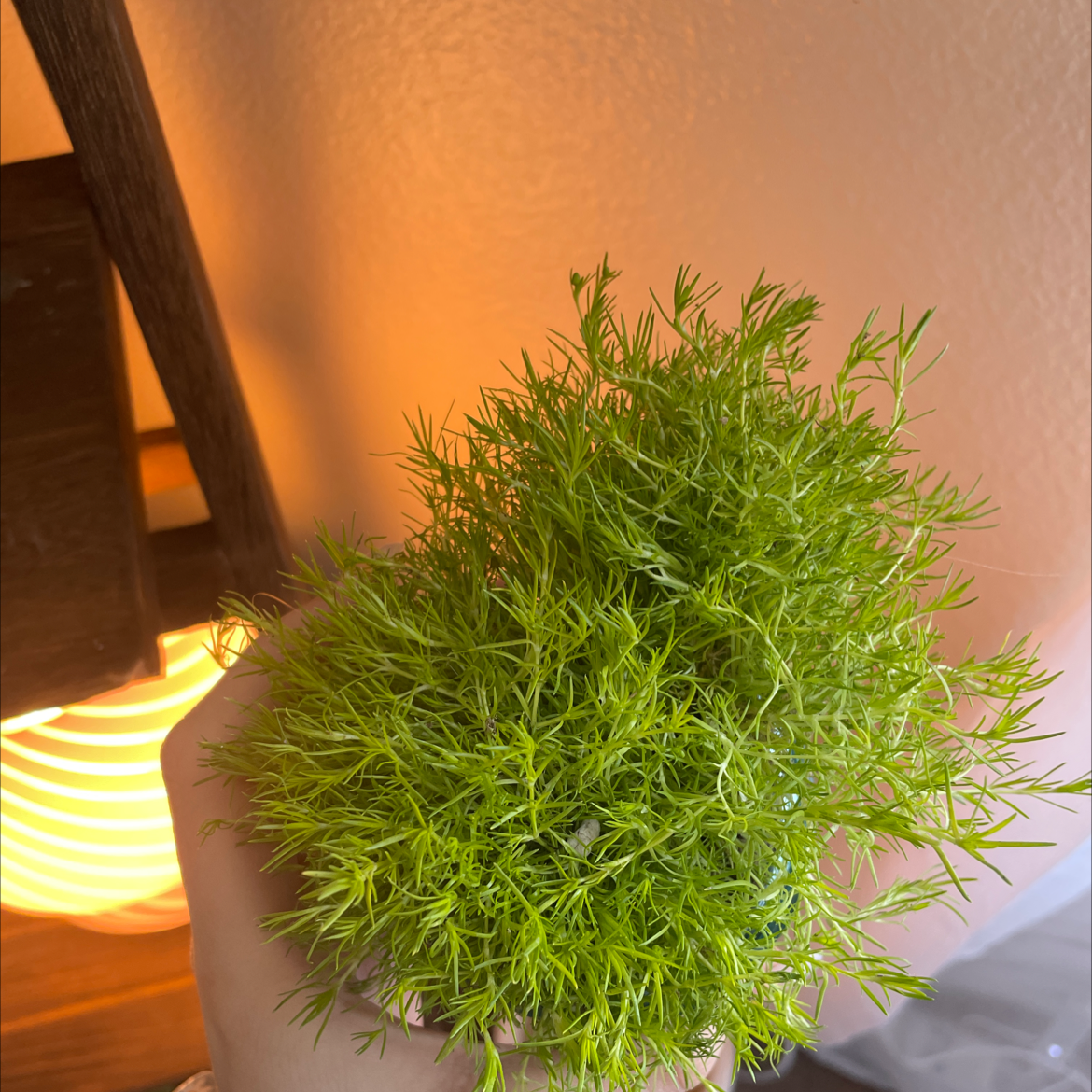 Photo of the plant species Phloxleaf Bedstraw by @TopdogTreeivy named Sea glass on Greg, the plant care app