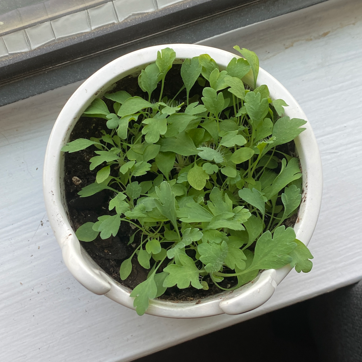 Potted California Poppy plant with healthy green leaves in early growth stage.