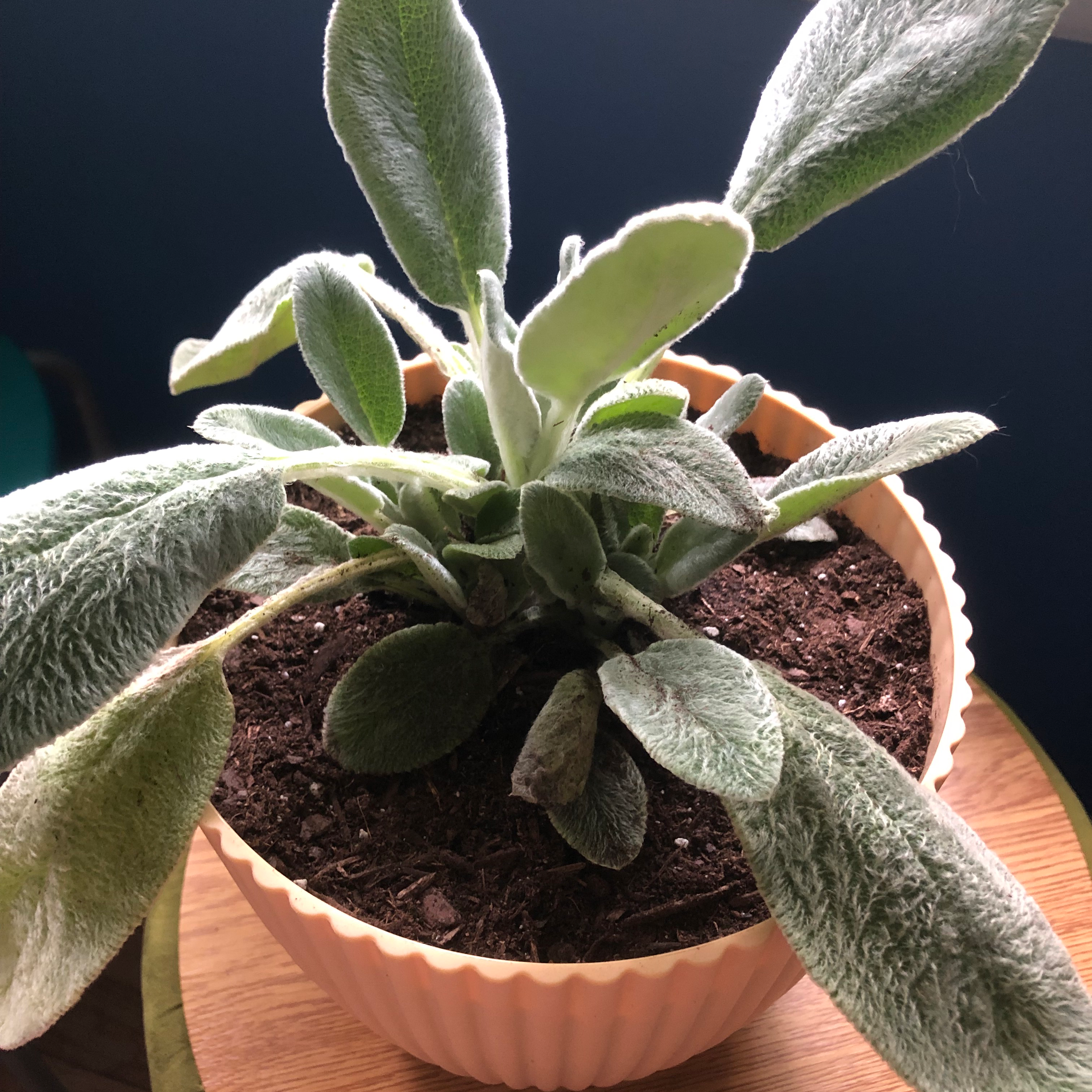 Choosing Fertilizer For My Lamb's Ear