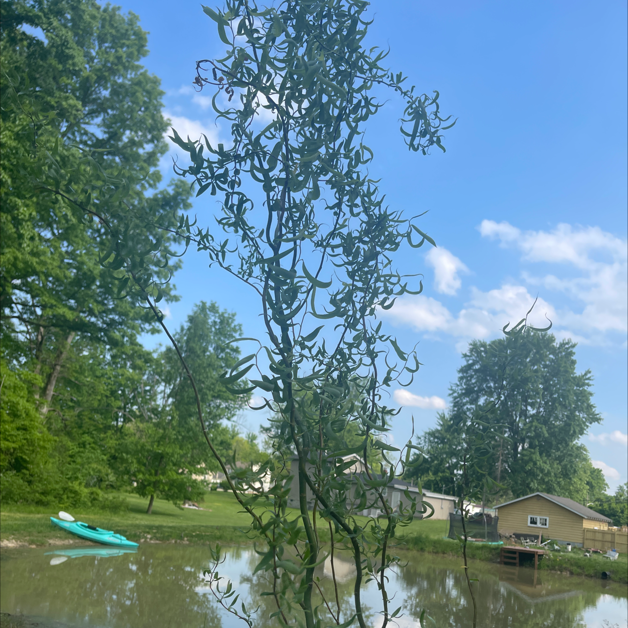 Corkscrew Willow plant with twisted branches and leaves near a pond.
