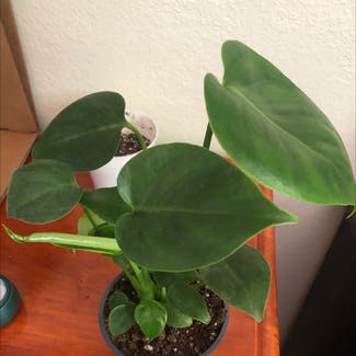 Heartleaf Philodendron plant in San Jose, California