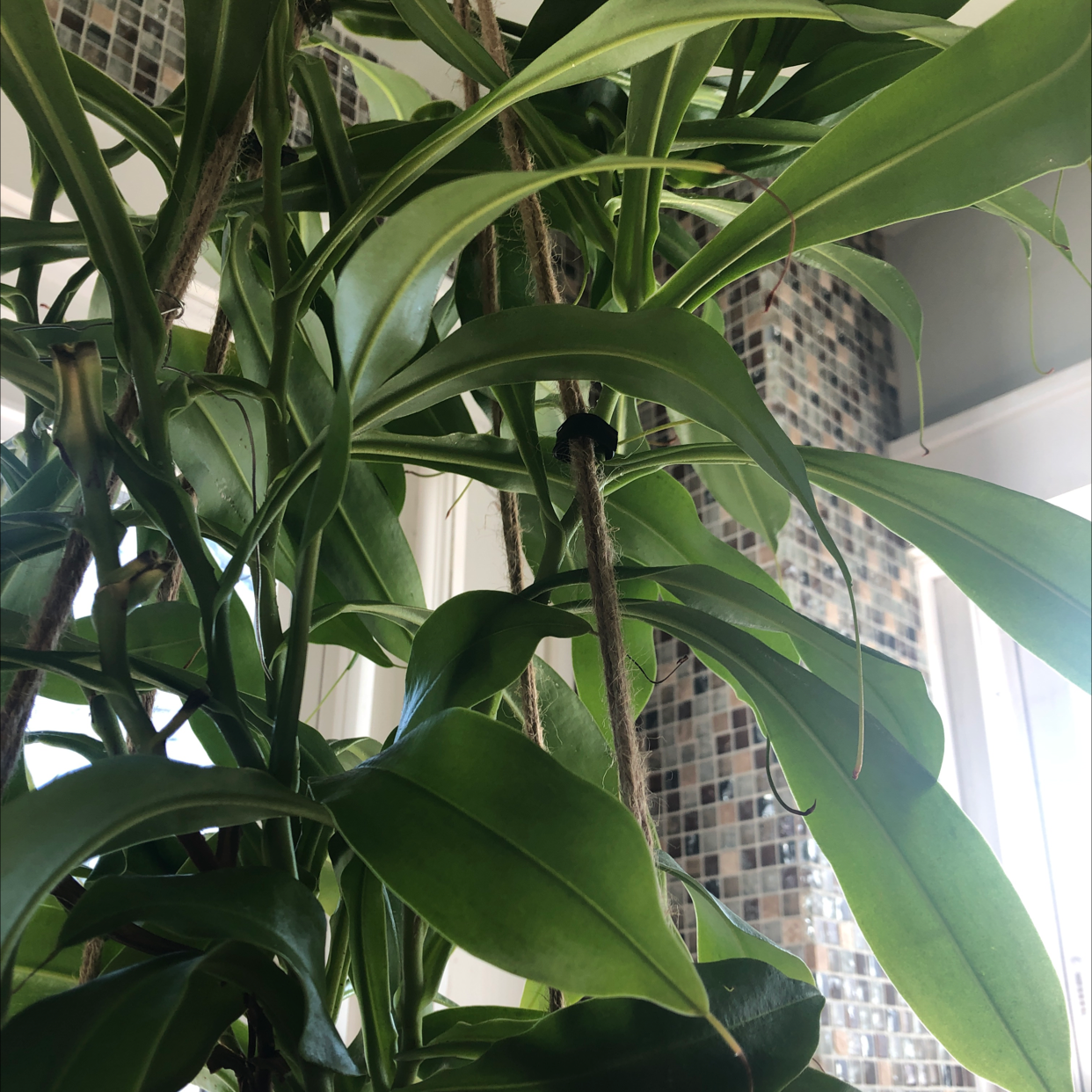 Tropical Pitcher Plant with healthy green leaves near a window.