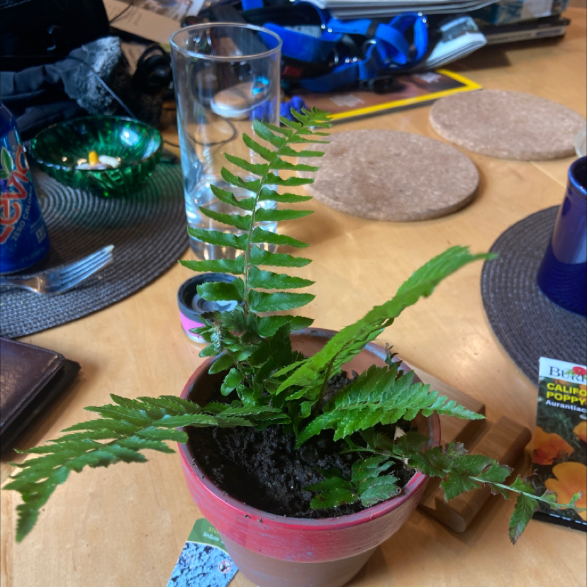Potted Western Swordfern on a table with various items around it.