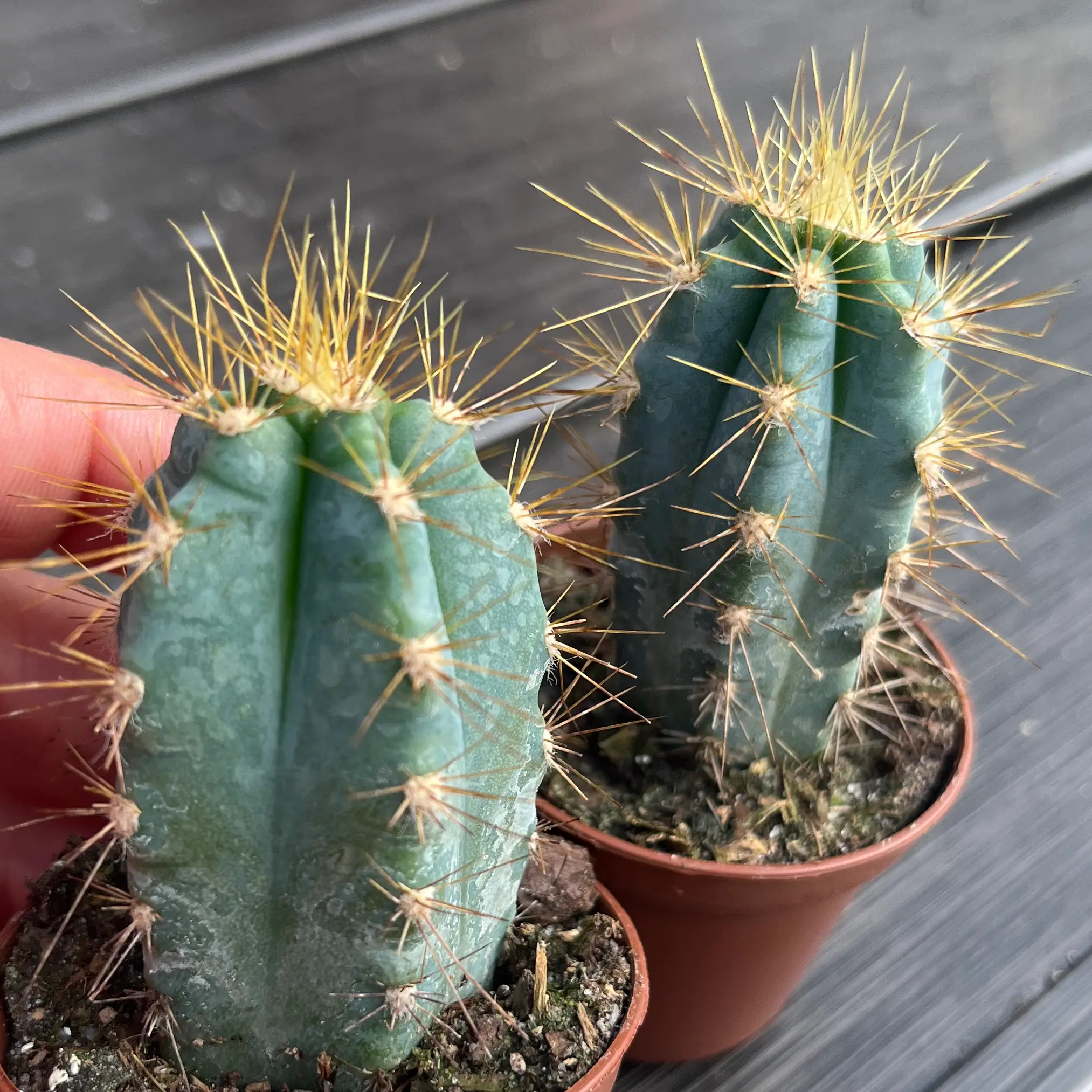 Photo of the plant species Robust Blue Torch Cactus by @RegalAnthora named Blue on Greg, the plant care app