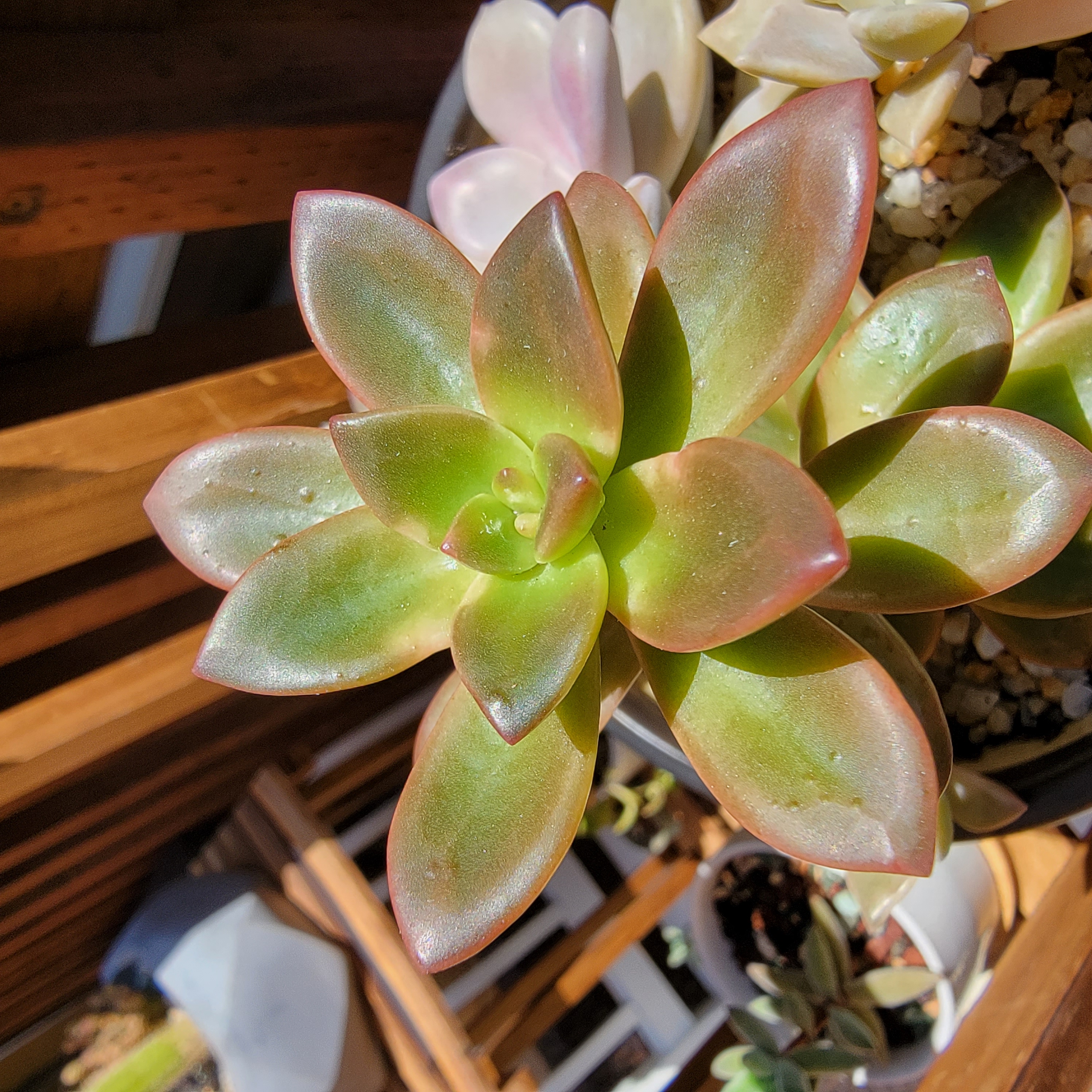 Sedeveria 'Sorrento™' succulent with green leaves and reddish edges, healthy appearance.