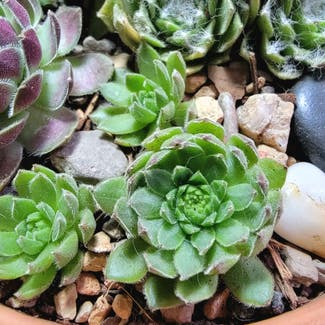Hens and Chicks plant in Los Angeles, California