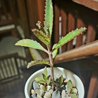 Mother of Thousands plant in Los Angeles, California