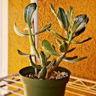 Variagated Jade Plant plant in Los Angeles, California