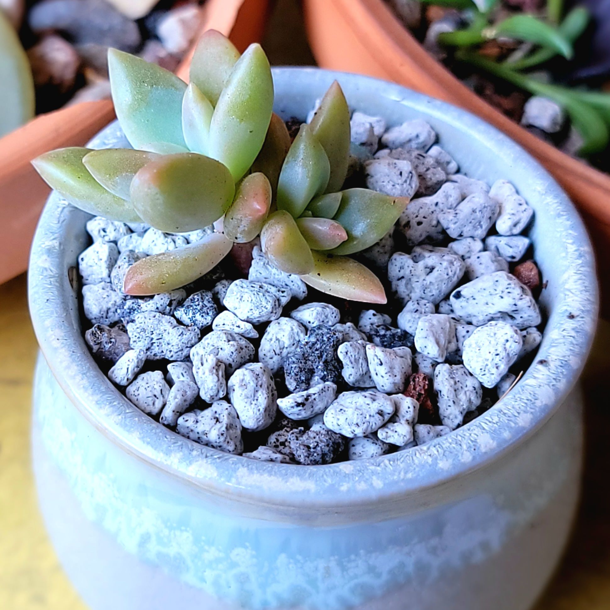 Graptopetalum 'Murasaki' succulent in a pot with white gravel, healthy and well-formed.