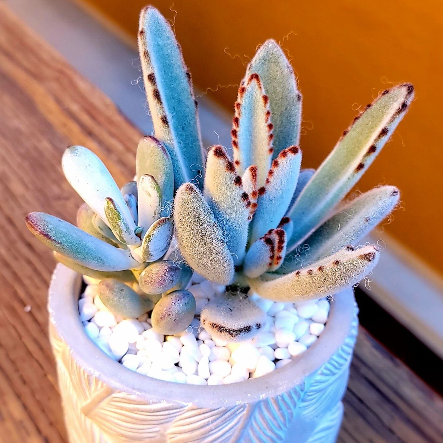 Photo of the plant species Panda Plant by @roxyvivien named Miso on Greg, the plant care app