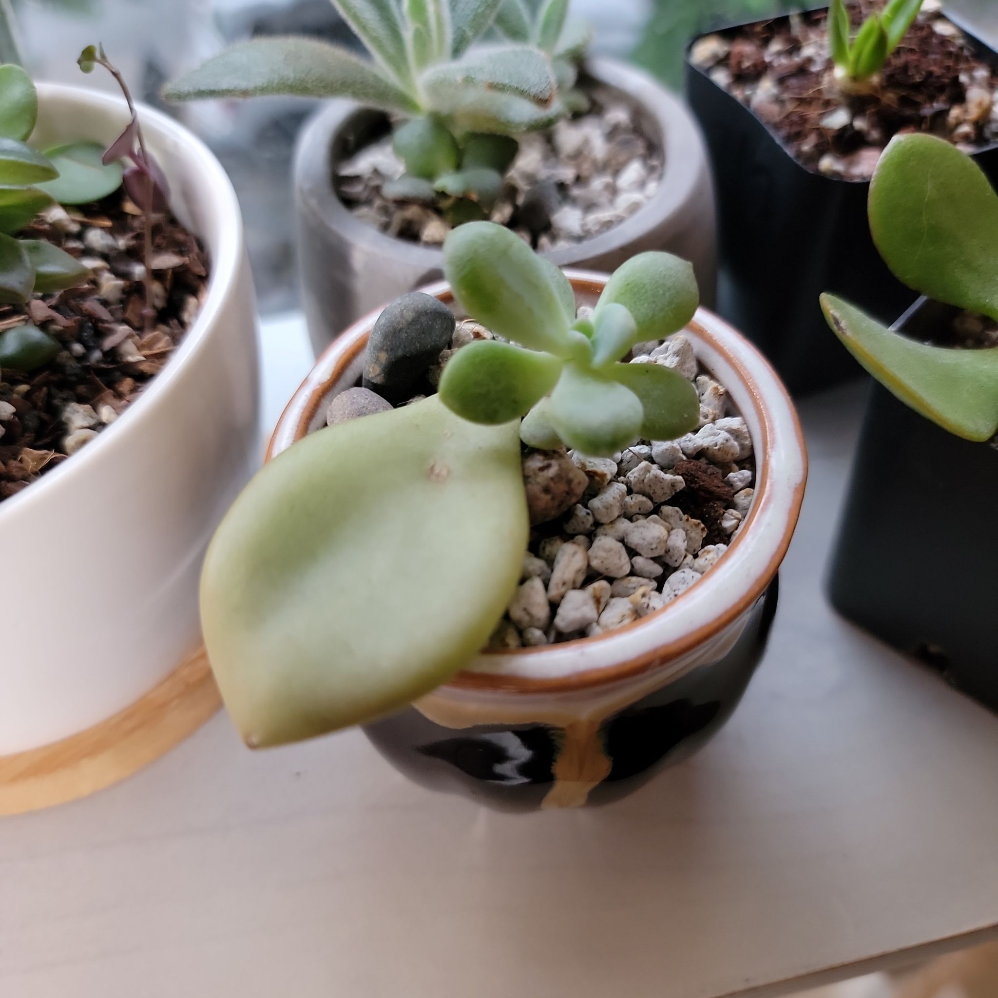 Graptopetalum 'Murasaki' succulent in a small pot with visible soil and other plants in the background.