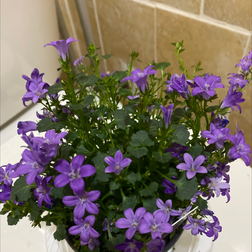 Healthy Peach-Leaf Bellflower with numerous purple flowers and green leaves.