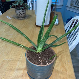 Aloe vera plant in Dalzell, South Carolina