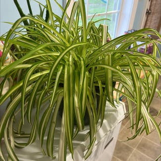 Spider Plant plant in Dalzell, South Carolina