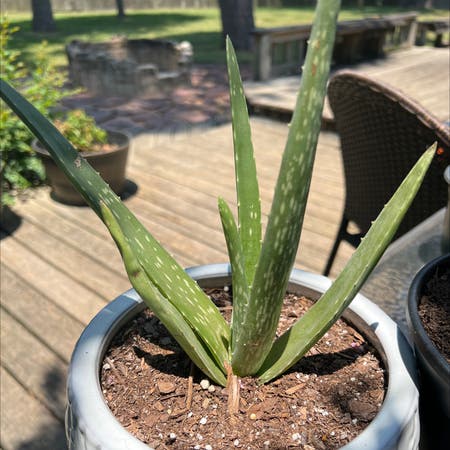 Photo of the plant species Aloe Barbadensis by Tutty named Barbie on Greg, the plant care app