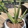 Calculate water needs of Aloe Barbadensis
