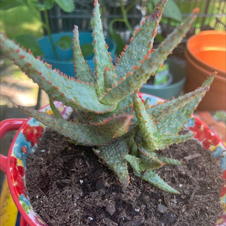 Photo of the plant species Firecracker by Tutty named Spiky on Greg, the plant care app