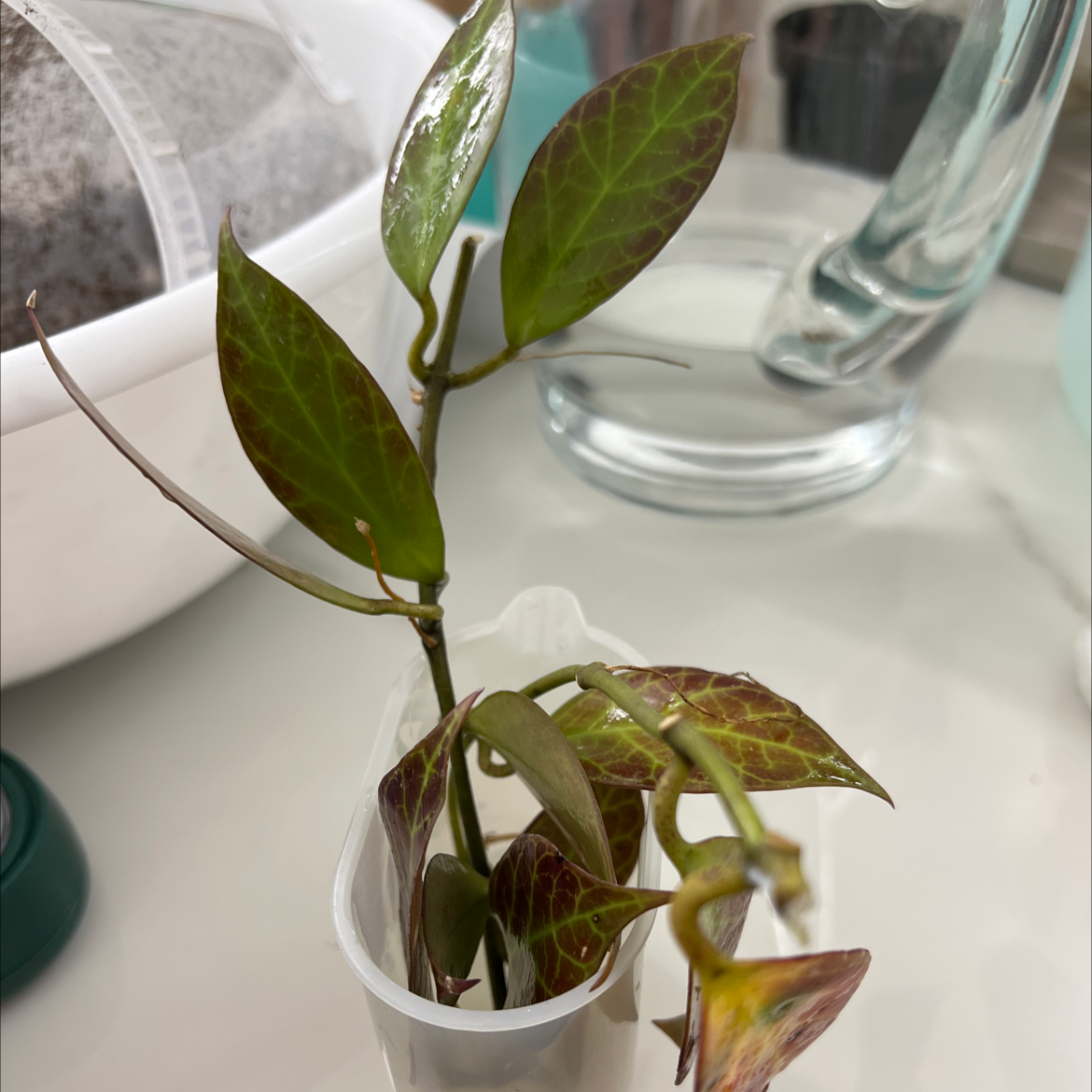 Hoya 'Sunrise' plant with yellowing and browning leaves in a small container.