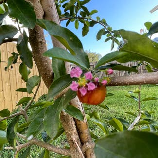 Barbados Cherry (English) plant in Cutler Bay, Florida