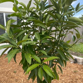 Oval kumquat plant in Cutler Bay, Florida