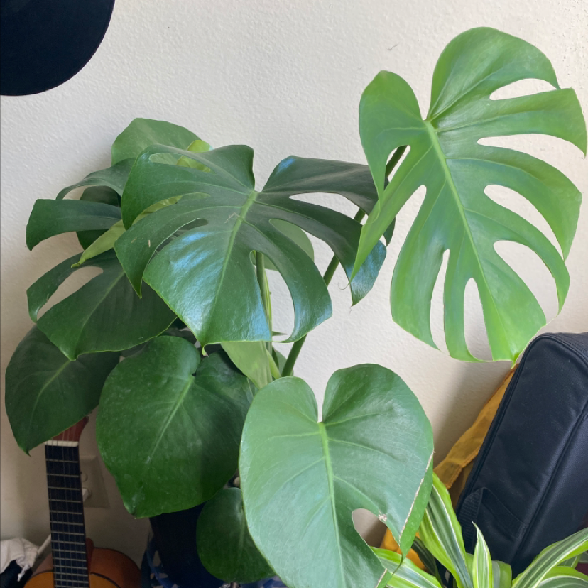 Monstera plant photo by @plantfather named june on Greg, the plant care app.