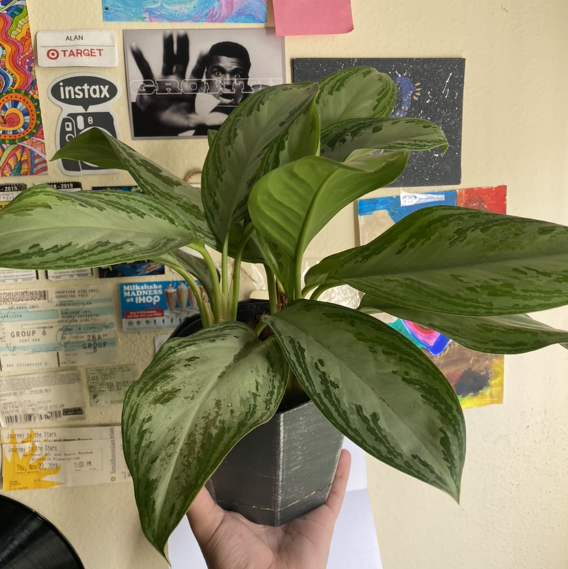 Chinese Evergreen plant photo by @plantfather named cassie on Greg, the plant care app.