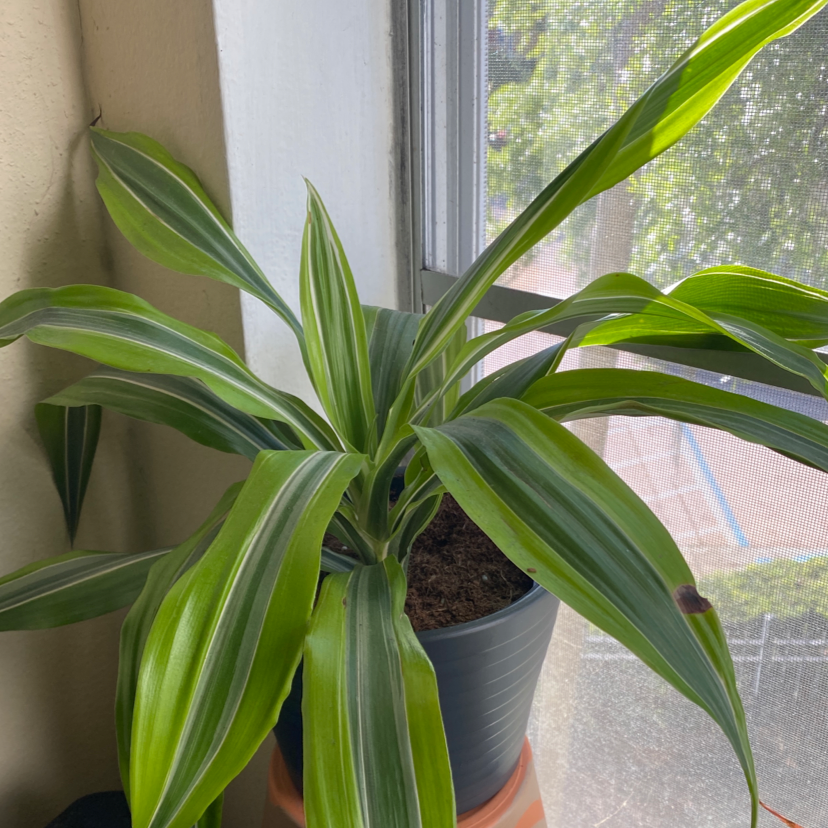 Cornstalk Dracaena plant photo by @plantfather named charlie on Greg, the plant care app.