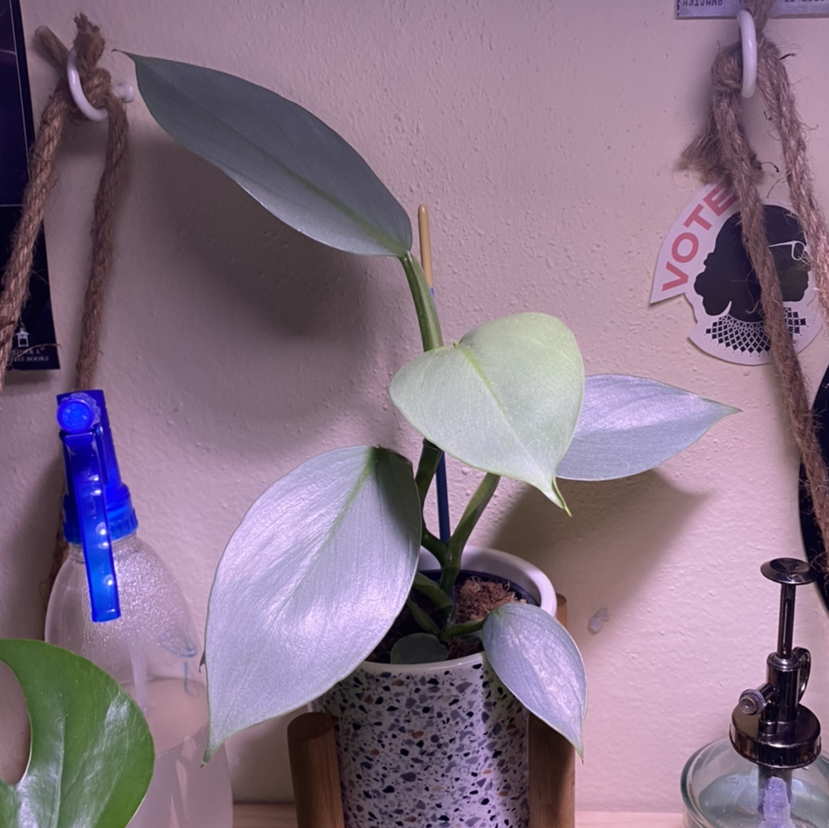 Philodendron Hastatum plant photo by @plantfather named arthur on Greg, the plant care app.