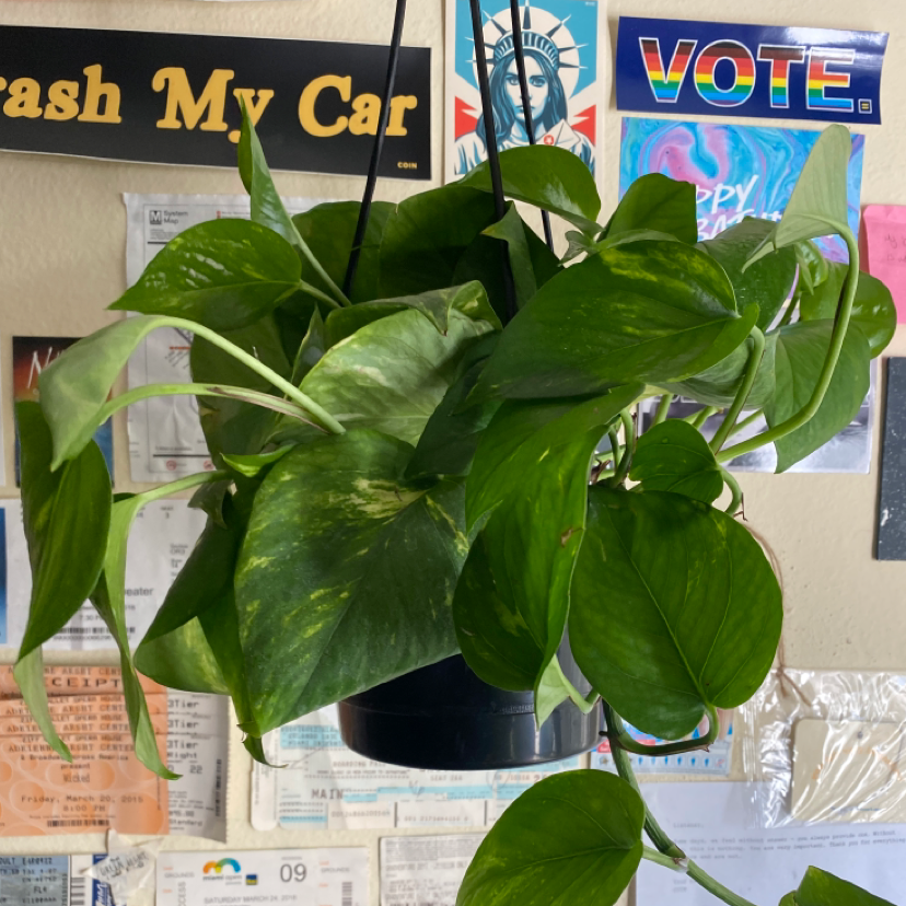Taro Vine plant photo by @plantfather named caden on Greg, the plant care app.