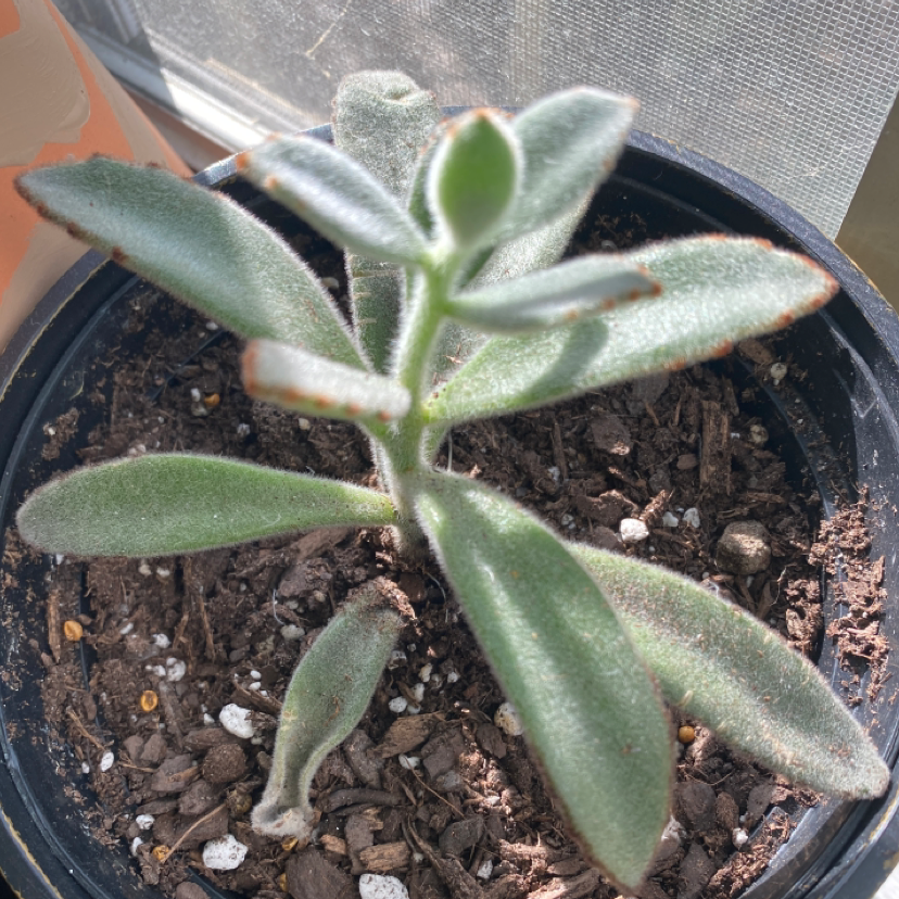 Panda Plant plant photo by @plantfather named pandi on Greg, the plant care app.