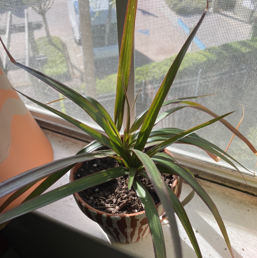 Dragon Tree plant photo by @plantfather named kiki on Greg, the plant care app.