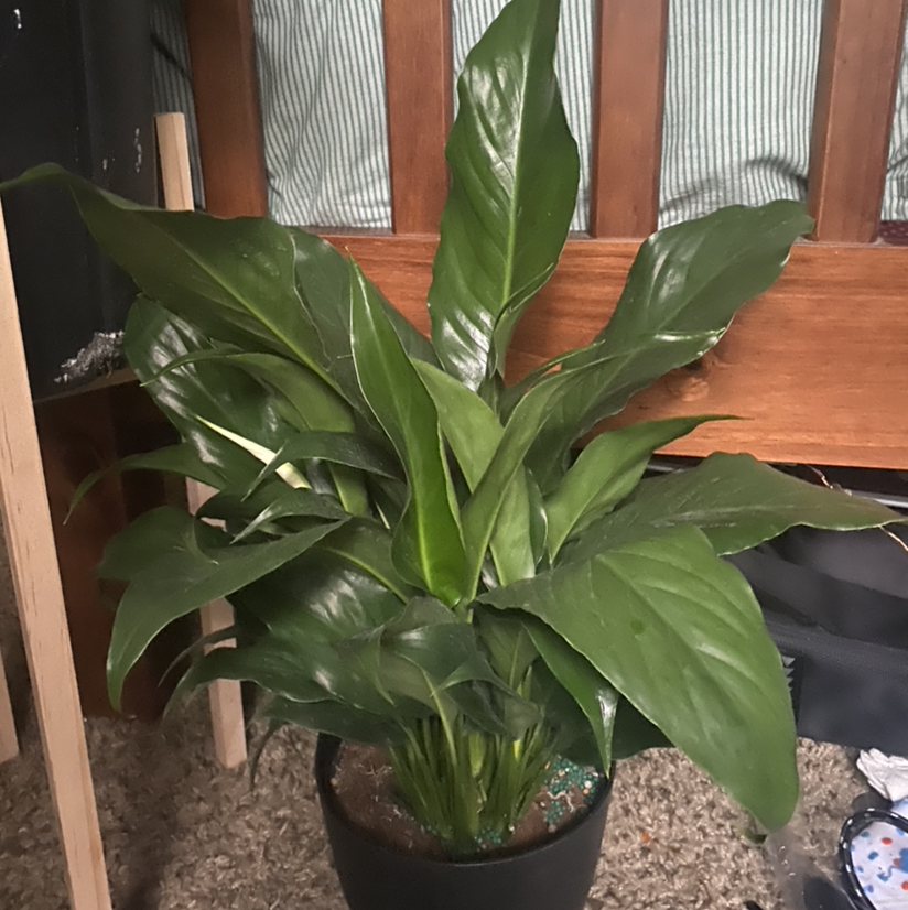 Peace Lily plant photo by @plantfather named lily on Greg, the plant care app.