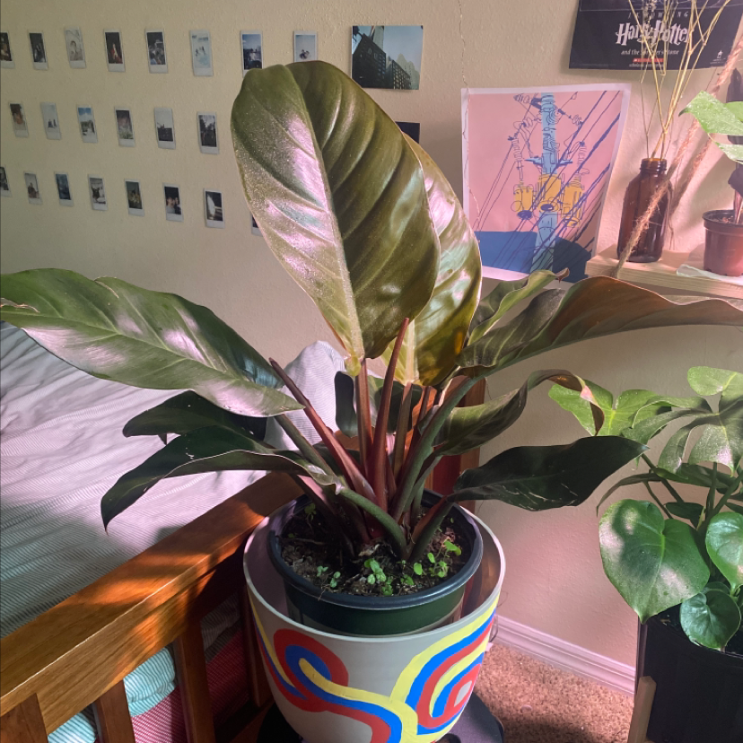 Philodendron 'Red Congo' plant in a decorative pot indoors, with healthy, glossy leaves.