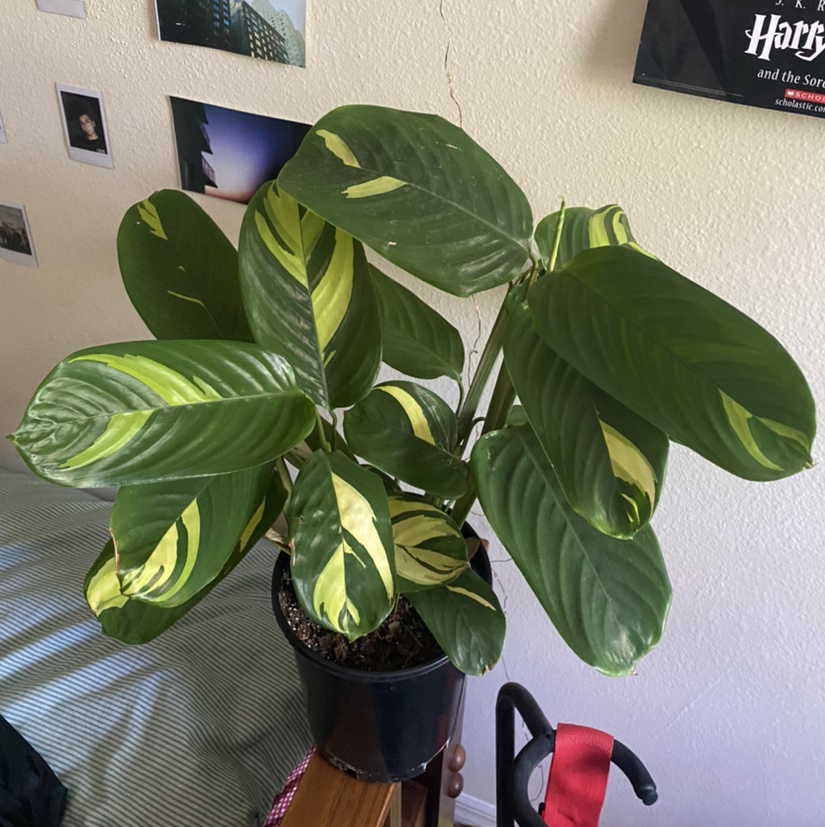 Golden Mosaic Plant with vibrant green and yellow variegated leaves in a pot indoors.