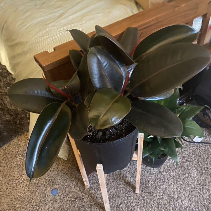 Rubber Plant plant photo by @plantfather named jade on Greg, the plant care app.