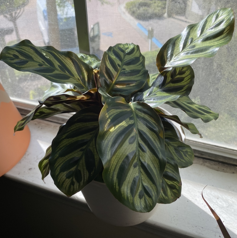 Cathedral Windows plant photo by @plantfather named raven on Greg, the plant care app.