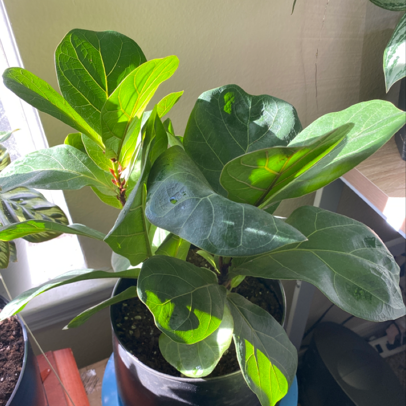 Fiddle Leaf Fig plant photo by @plantfather named arlo on Greg, the plant care app.