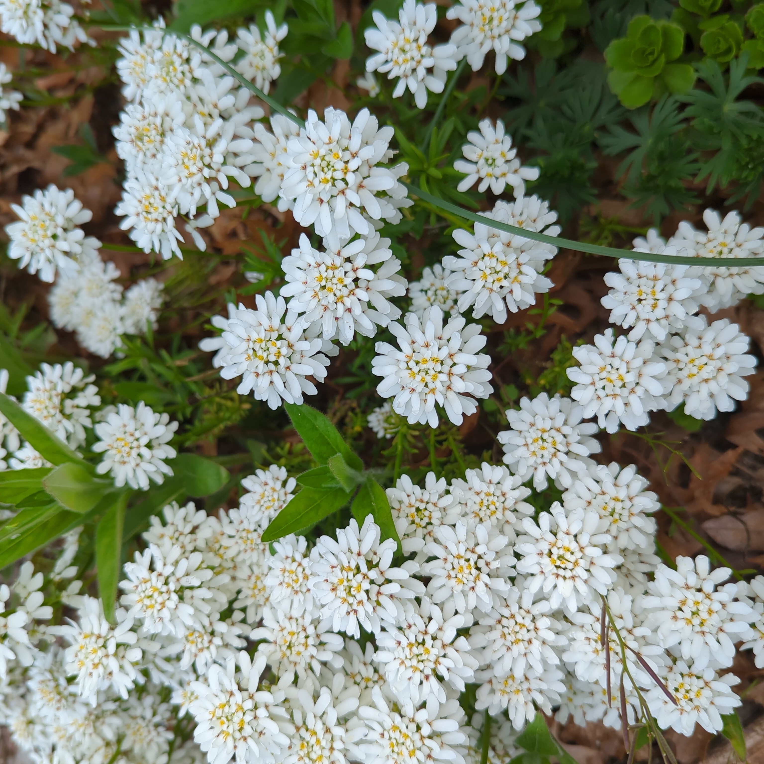 Evergreen Candytuft plant with clusters of small white flowers.