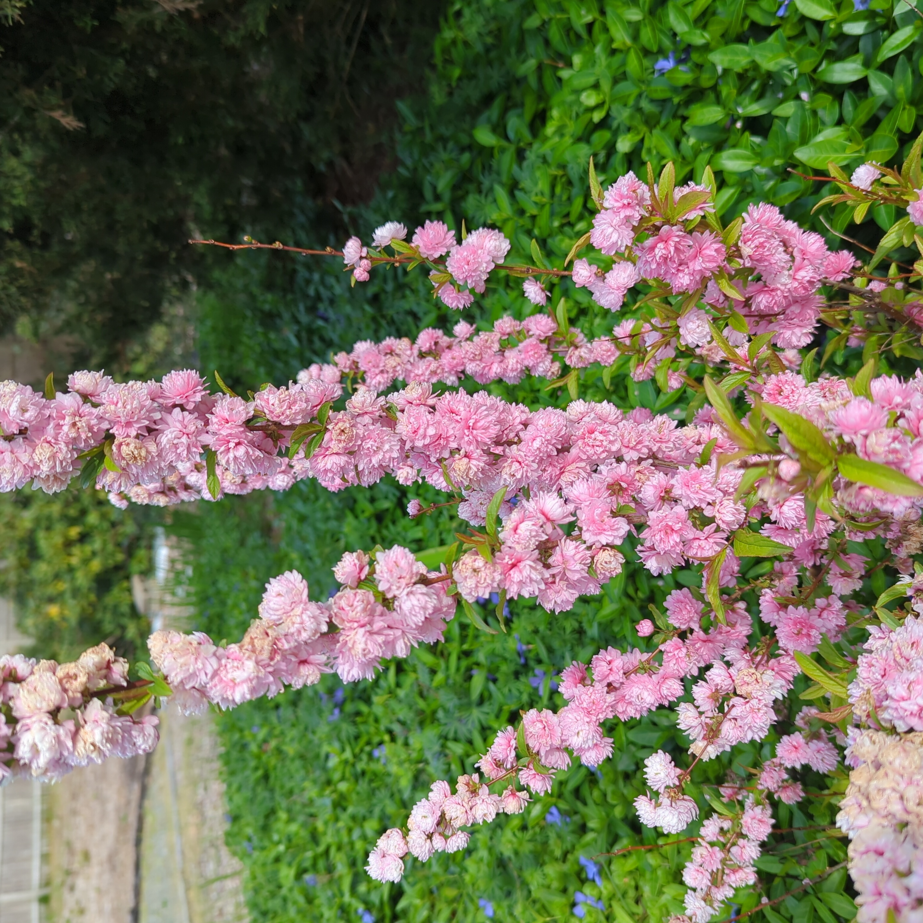 Photo of the plant species Chinese bush cherry by @VastFuscia named Harper on Greg, the plant care app