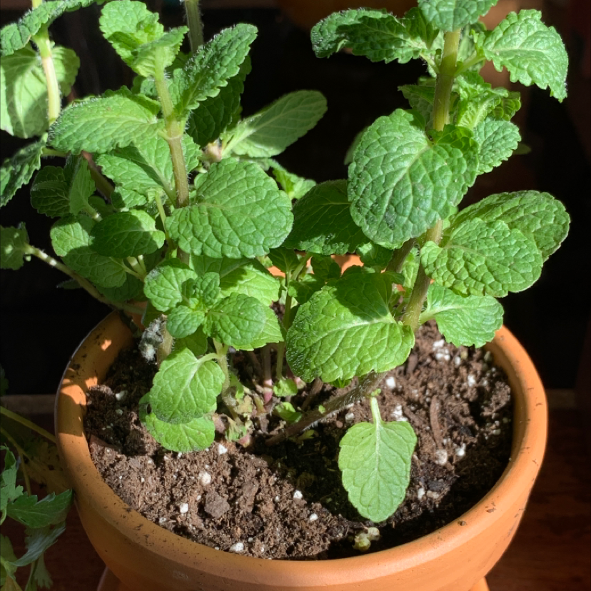 Healthy Apple Mint plant in a terracotta pot with vibrant green leaves and visible soil.