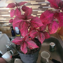 Herbst's Bloodleaf plant