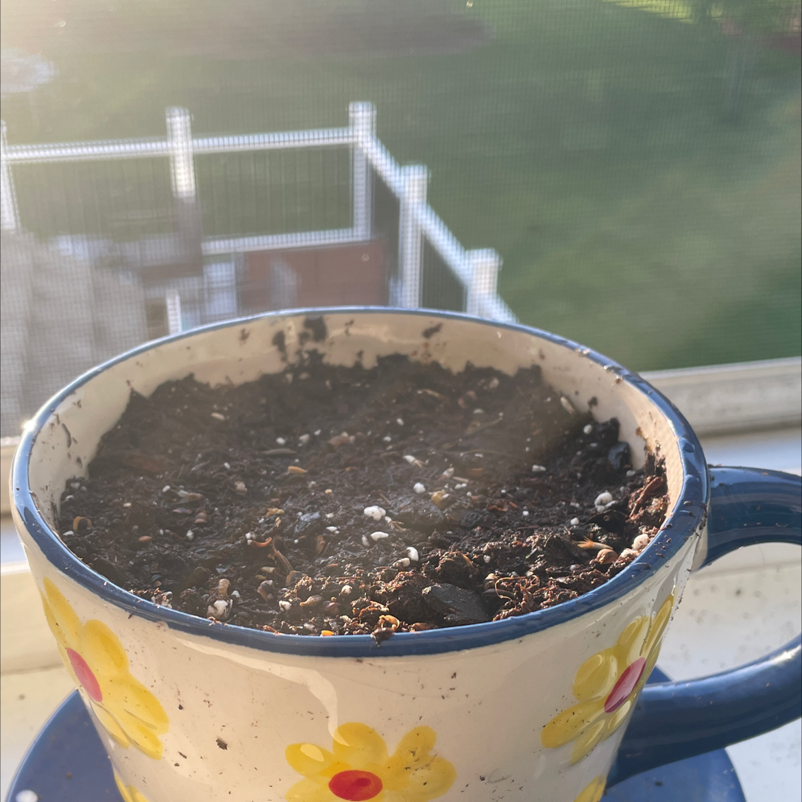 Photo of the plant species velvet centaurea by @TiptopLentil named Twinsies on Greg, the plant care app