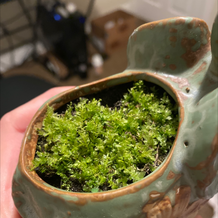 Healthy Thuidium Moss in a decorative pot with visible soil.