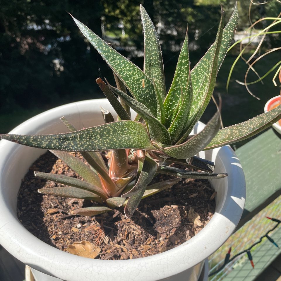 Bredasdorp Gasteria plant in a white pot with visible soil and healthy green leaves.