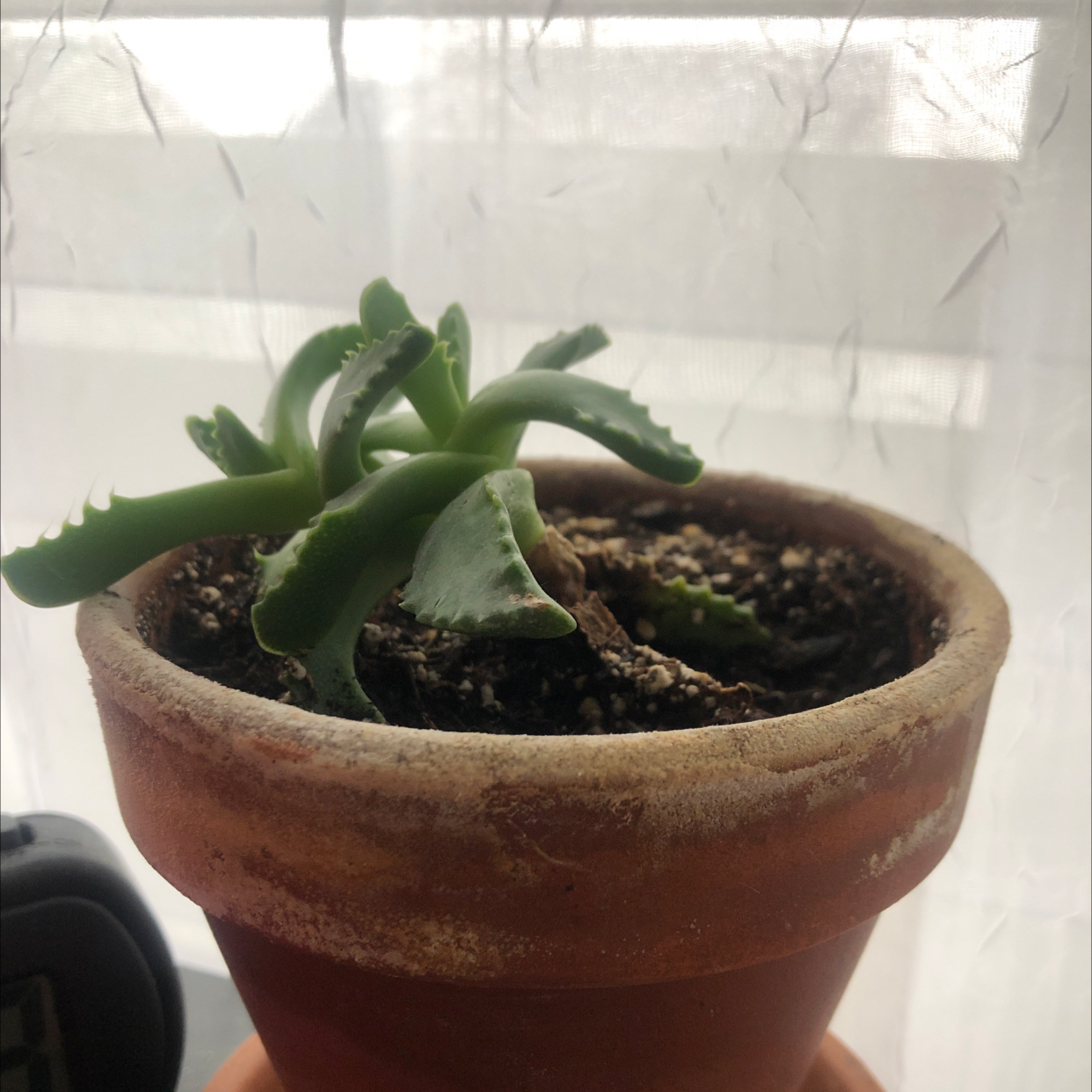 Potted Short-Leaved Aloe plant in a terracotta pot with visible soil.